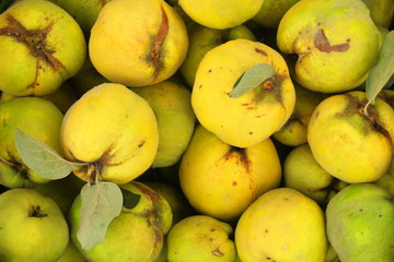 A lot of apple quince, preparing for pie on grass background. Top view.