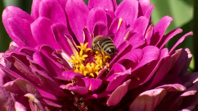 Eine Biene krabbelt auf den gelben Bl&uuml;tenf&auml;den der pinken Zinnie