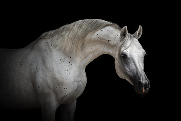 Portrait of a beautiful white Arabian horse on black background isolated