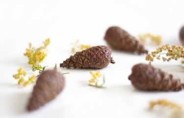 Beauty of nature. Gifts of nature. Cones and yellow dried flowers on a white background. Natural background. Selective focus