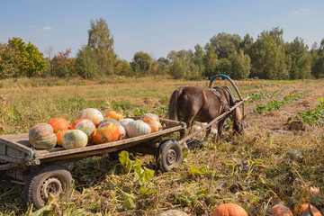 An old man picks and loads a pumpkin crop on Thanksgiving autumn festival