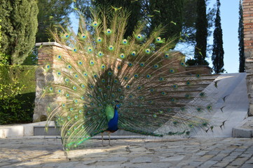 Plumaje pavo real