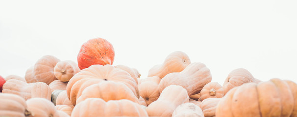 Fresh orange pumpkins on white background.