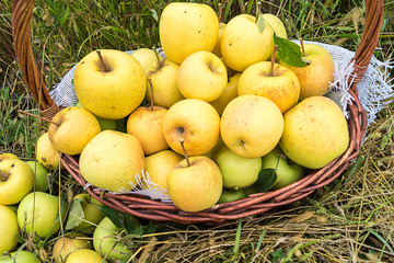 A basket with yellow ripe apples stands in the grass. Great natural background. Autumn, harvested apples.