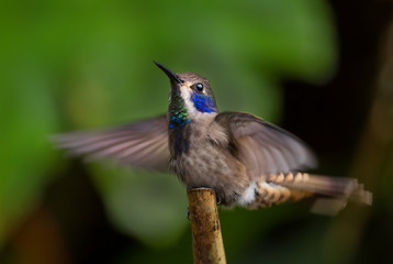 Brown Violet-ear - Colibri delphinae, beautiful brown humming bird with violet ears from Andean slopes of South America, Wild Sumaco, Ecuador.