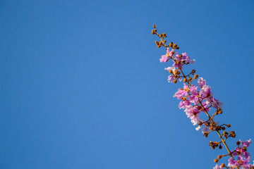 colorful flowers against blue sky