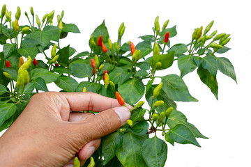 hand picking red chilli on tree.