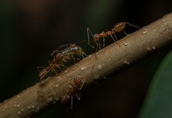 Ants carrying food   seen at Thane,Maharashtra,India