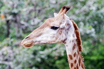 one of a million giraffe