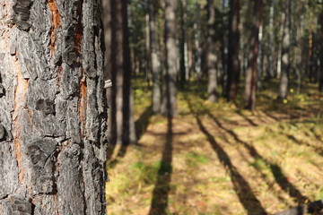 A pine trunk in the forest against the background of the shade of trees