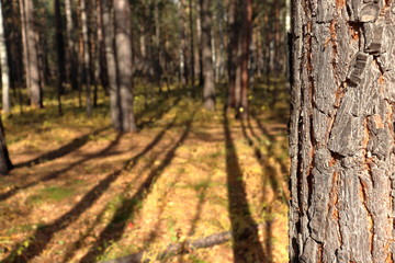 A pine trunk in the forest against the background of the shade of trees