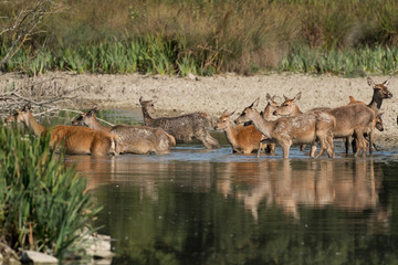 Naklejka na ściany i meble A group of deer entering the water in a park