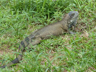 iguane de Guadeloupe