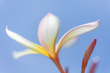 white and yellow frangipani flower
