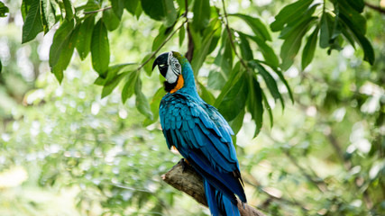 a friendly Manatee feeding 