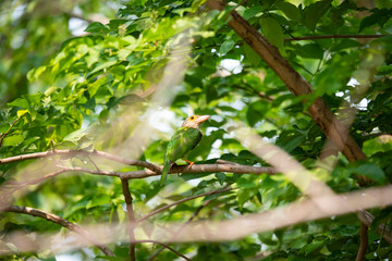 Lineated barbet