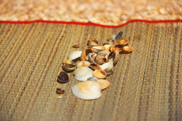 Summer background. Seashells on a rug close up