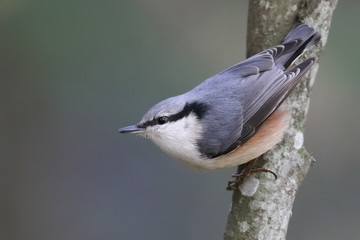 Eurasian Nuthatch is beautiful blue-backed bird
