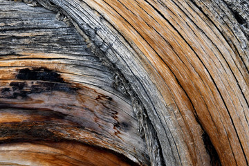 Twisted juniper trunk abstract © John Nakata