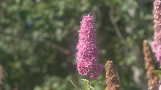 Syrphid fly flies (takeoff) over the flower. Super slow motion 1000 fps