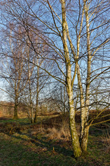 Sandbirken ohne Laub