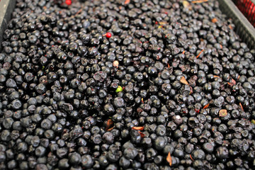 Blueberries and cranberries. Bilberries and redberries. Fruits pattern. Healthy eating background. Berry texture.