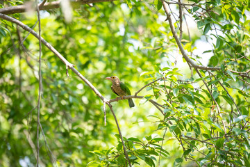 Lineated barbet