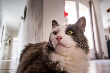 Portrait de chat