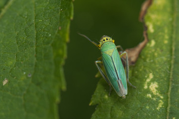 Nice green insect although with several colors