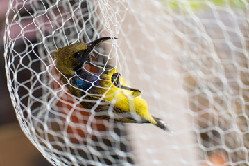 Bird trapped in a net Released in the forest
