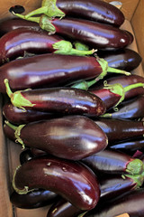 Eggplant. Fresh organic aubergine. Vegetables pattern.