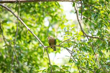 Fototapeta premium Lineated barbet