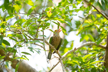 Lineated barbet