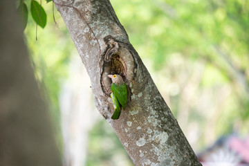 Lineated barbet