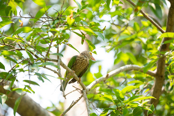 Lineated barbet
