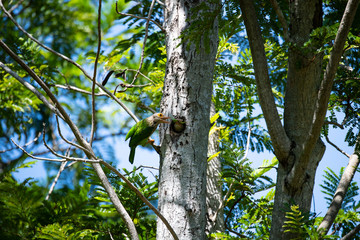 Lineated barbet