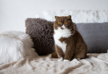 Kräftige BKH Katze in cinnamon-white