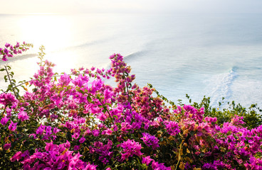 Seascape, ocean at sunset. Flowers on ocean landscape background near Uluwatu temple at sunset, Bali, Indonesia. Bougainvillea flowers at the foreground.