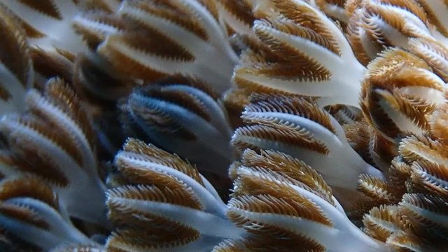 Pulsating soft coral (Xeniidae) dances with ocean current while its tentacles opens and closes in slow motion to feed on planktons and algae. Moalboal, Cebu, Philippines