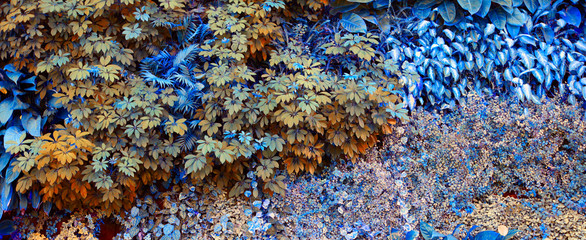 Wall with tropical plants. Climbing plants. Nature  background.