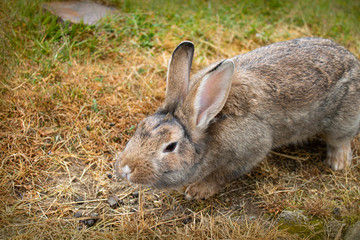curious fluffy field hare with big ears on a strawy ground