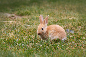 Small young hare enjoying the first warm sunny days in spring