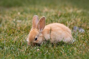 Orange-coloured sweet rabbit nibbling in the green grass at Easter time