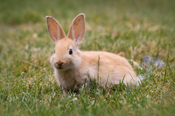 Curious little bunny looking for food