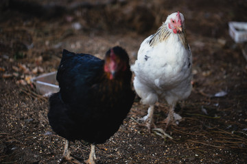 hen on farm