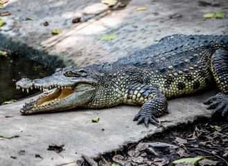 a crocodile sunbathing