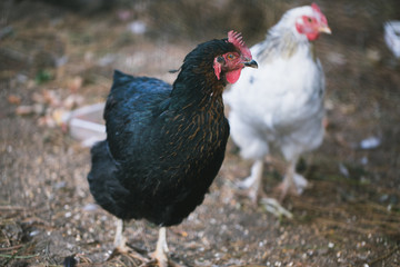 hen on farm