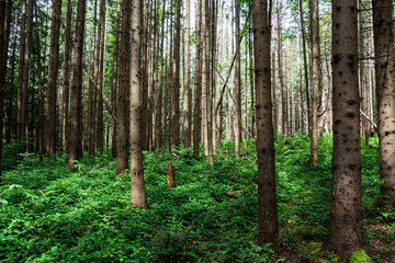 Forest with green undergrowth as background. Ukraine. Carpathians.