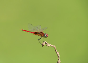 Red Dragonfly  seen at Thane,Maharashtra,India