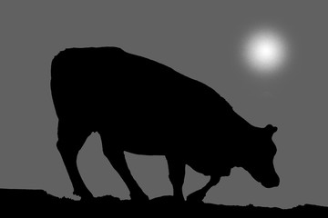 france,hautes pyrénées , troumouse, circus : cow